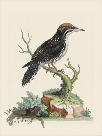 Edwards 114 3 toed Wood-pecker